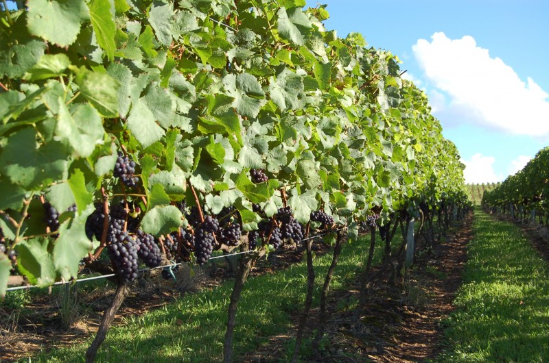  PAN VINHEDOS CAVE GEISSE - PINOT NOIR DVG CAVE GEISSE  