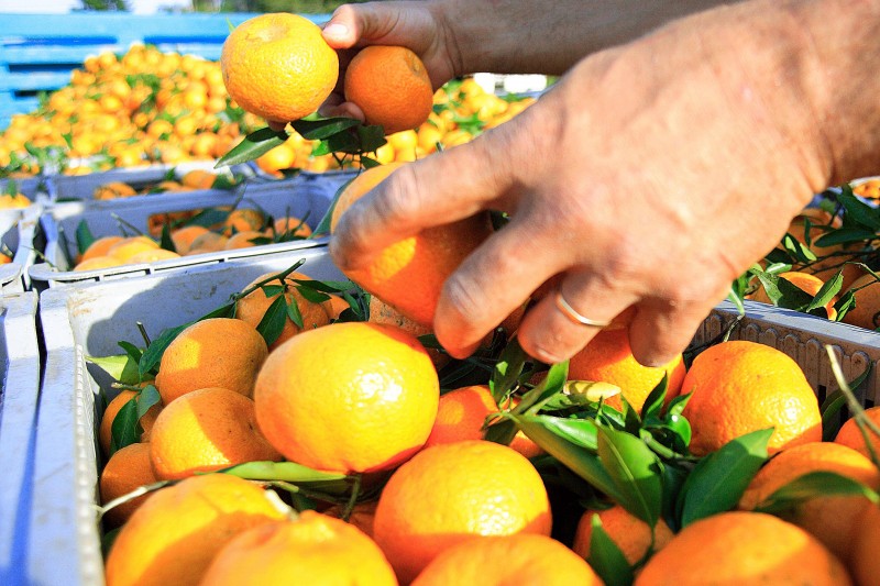  Caixa de 25 quilos de bergamota é comercializada ao preço de R$ 25,00, mas tendência é de queda