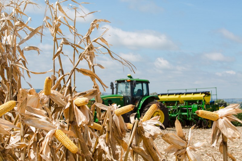 A segunda safra de milho, que começa a ser colhida este mês, tem previsão de 50 milhões de toneladas