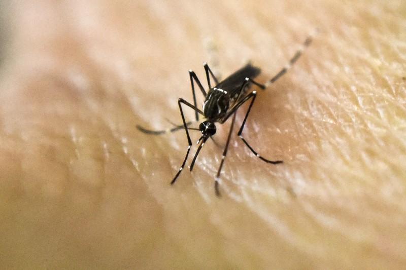 Apenas este ano são 2.296 notificações de casos de febre chikungunya em Minas Gerais