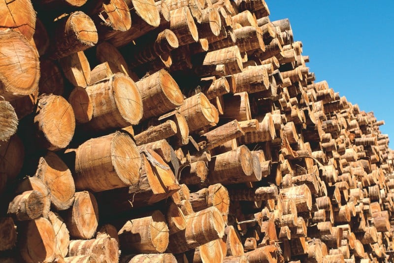 O segmento de madeira para papel e celulose teve crescimento de 10,8% na produção