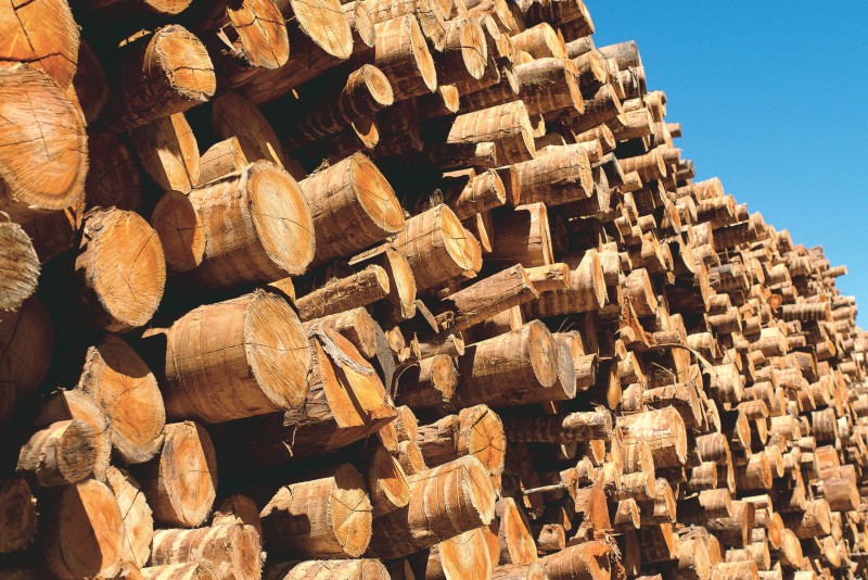 O segmento de madeira para papel e celulose teve crescimento de 10,8% na produção