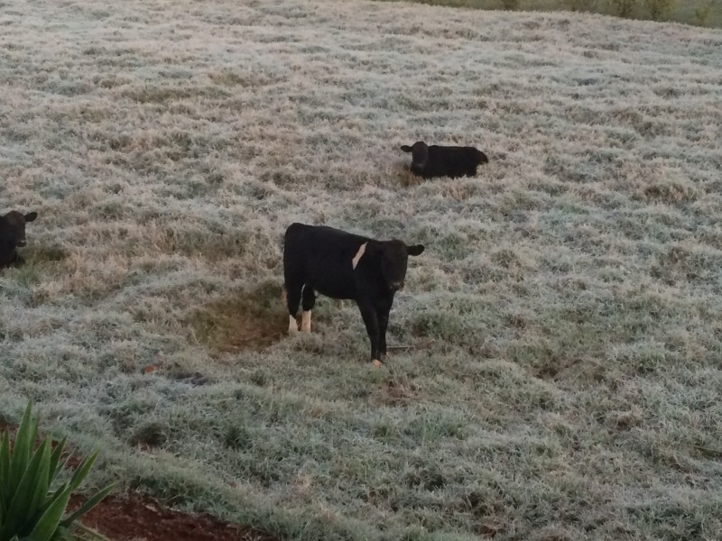 Mínimas ficaram entre -2° e -5° em Livramento