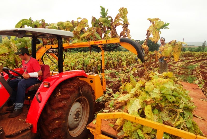 Lavoura de fumo mecanizada, em Porto Mauá