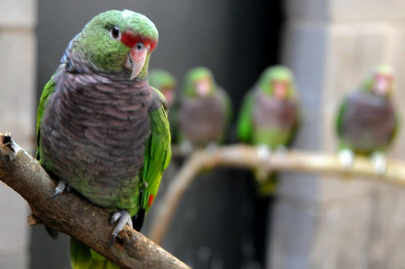 Papagaios são encaminhados ao GramadoZoo por não terem condições de retornar a natureza