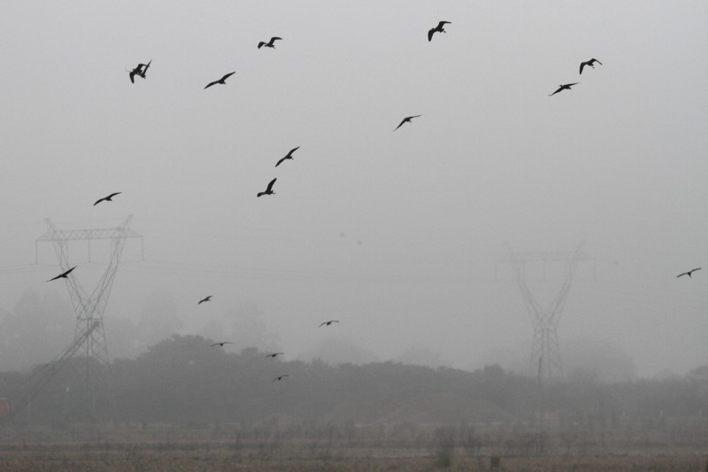 Porto Alegre teve cerração no domingo, e temperaturas não passaram de 10,4 graus