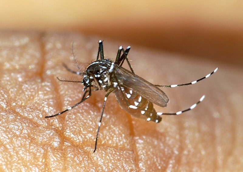 Foram seis casos de doenças associadas ao mosquito ante 187 no mesmo período de 2016
