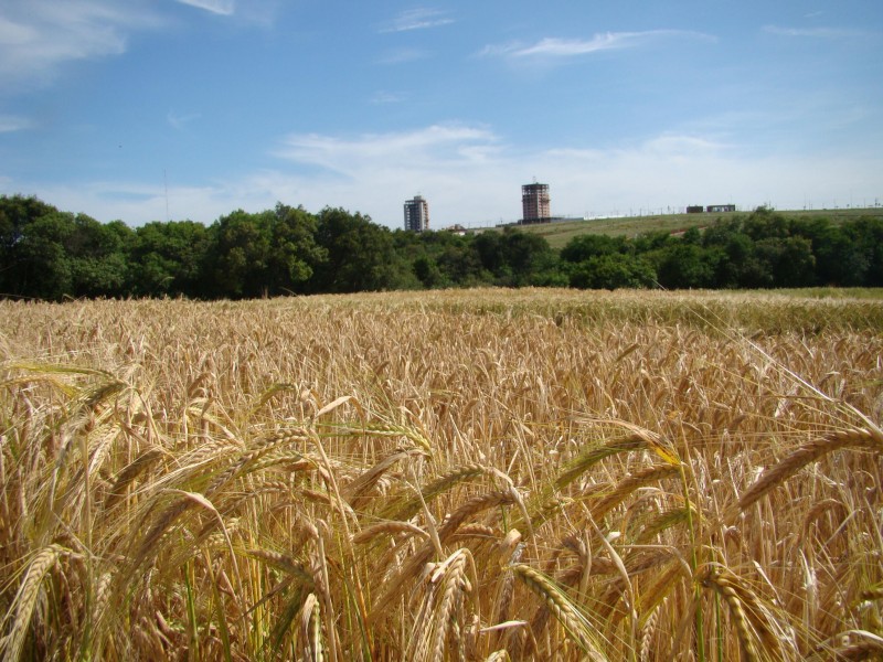 Segundo a Conab, perspectiva é de uma colheita de 148,4 mil toneladas do grão, em 51,8 mil hectares