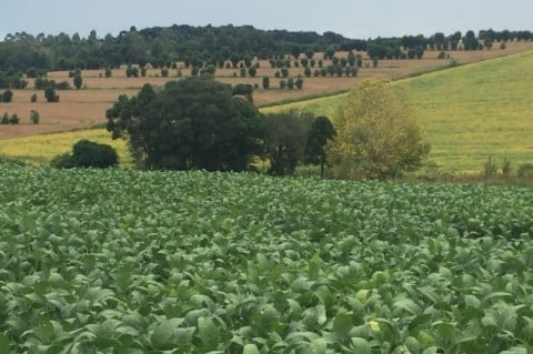 Crédito caro e clima hostil mantêm mercado de terras travado no RS