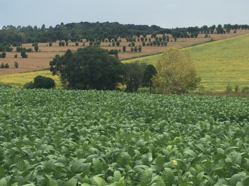 Apesar da baixa liquidez, preço das as terras agrícolas no Estado manteve valorização como ativo importante