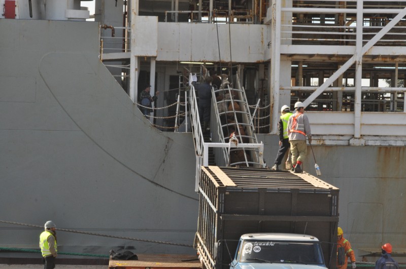 Embarque foi feito no navio-curral Kenoz do Panamá