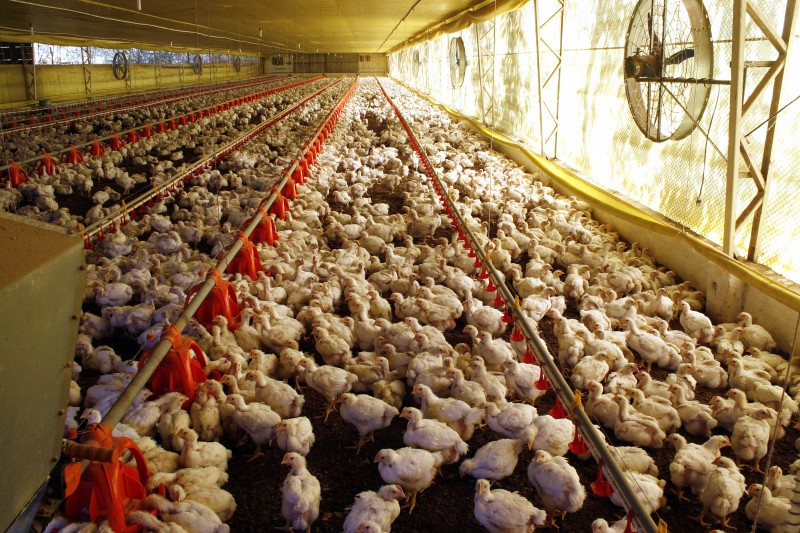 No segmento animal, produção de frango deve se destacar, com crescimento de 34,6% nos próximos anos