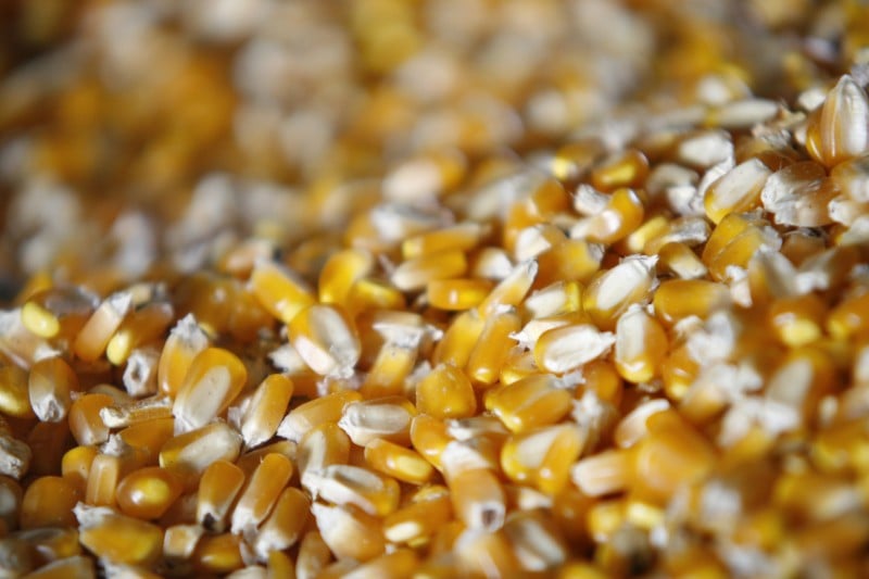 Agricultores estocaram produtos, como milho, apontam dados da SPA