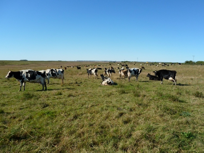  Rebanho de gado bovino leiteiro da raça holandês em pastagem nativa em Santana do Livramento. Divulgação Emater  