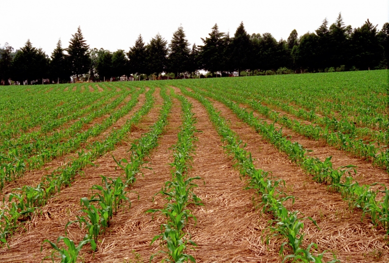 Com menos chuvas, agricultores terão de buscar práticas conservacionistas para o solo reter água