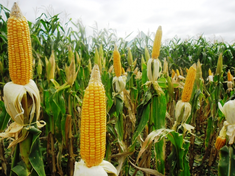 Safra recorde de milho e estoque elevado são fatores de preocupação