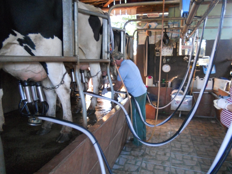 Setor leiteiro é considerado um dos mais complexos do agronegócio