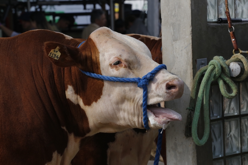 Touro Hereford em pavilh&atilde;o dos grandes animais