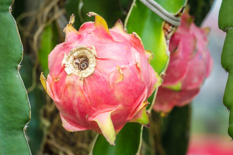 A pitaya é originária das florestas tropicais do México
