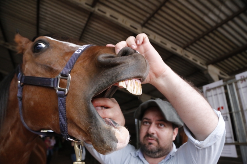 Higiene bucal é um cuidado importante para a saúde dos cavalos 