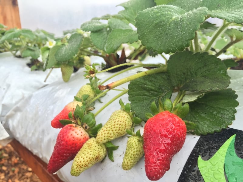 Morangos são cultivados em slabs em bancadas com melhor manejo