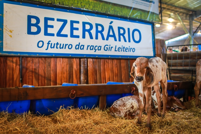 O bezerro mais novo nasceu no dia 28 de agosto e pertence à Fazenda Santo Antônio, de Nova Alvorada