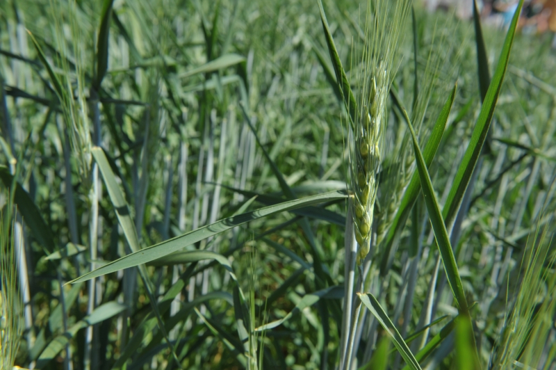 No Rio Grande do Sul, 43% das plantações do cereal estão em floração