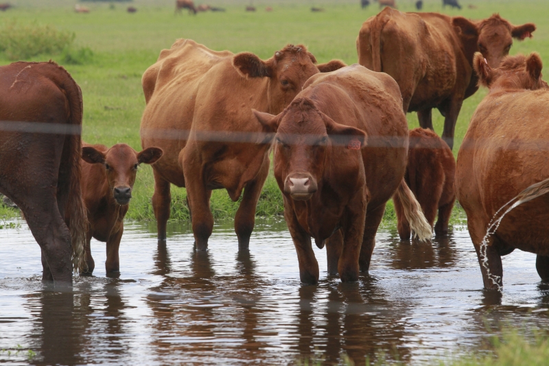 O Mato Grosso permanece na liderança do abate de bovinos