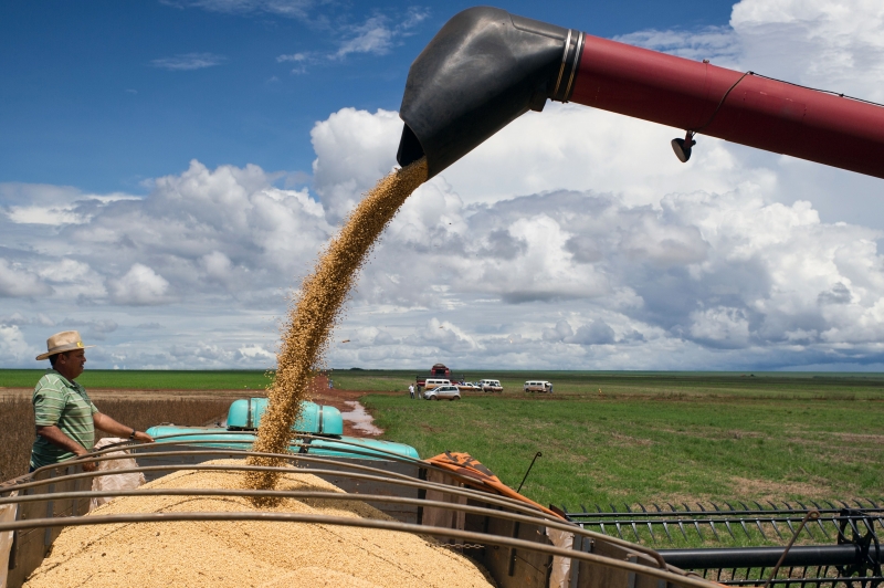 Das três principais lavouras de grãos do país, apenas a soja deverá ter alta em relação a 2017