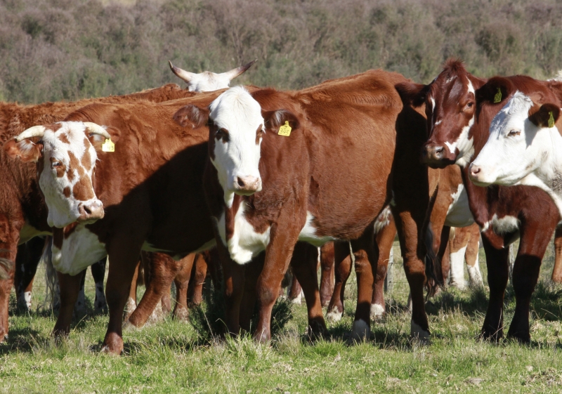 Região Sul tem apresentado estagnação na criação de gado de corte