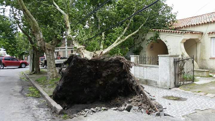 Ventaria derrubou árvores em Rio Grande  