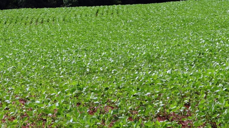 Lavouras de soja apresentam boa germinação e alcançam 60% da área