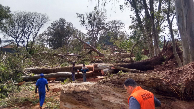 No município de Alegrete, estradas foram obstruídas por árvores caídas