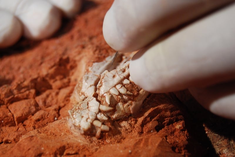 Descoberta realizada em São João do Polêsine ajuda na compreensão da evolução dos dinossauros