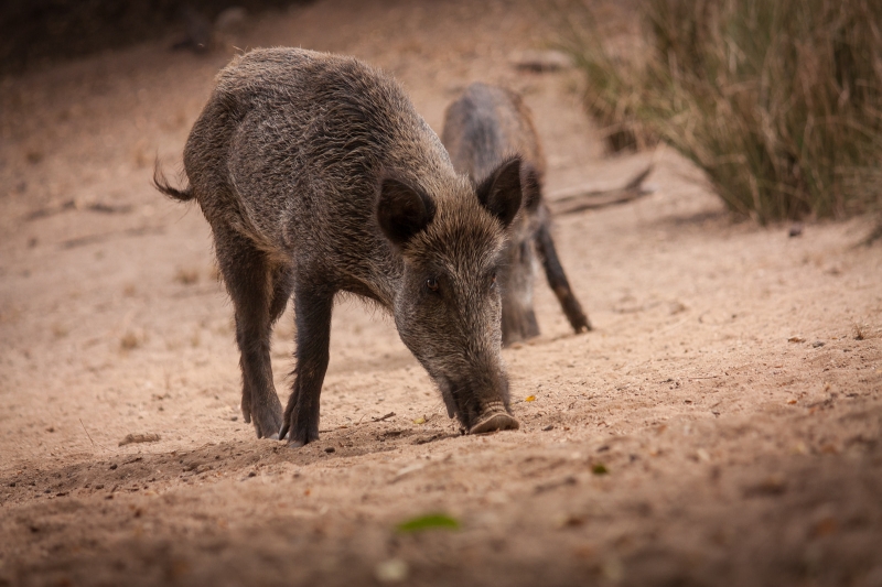 Novas licen&ccedil;as est&atilde;o suspensas desde agosto por determina&ccedil;&atilde;o do governo federal