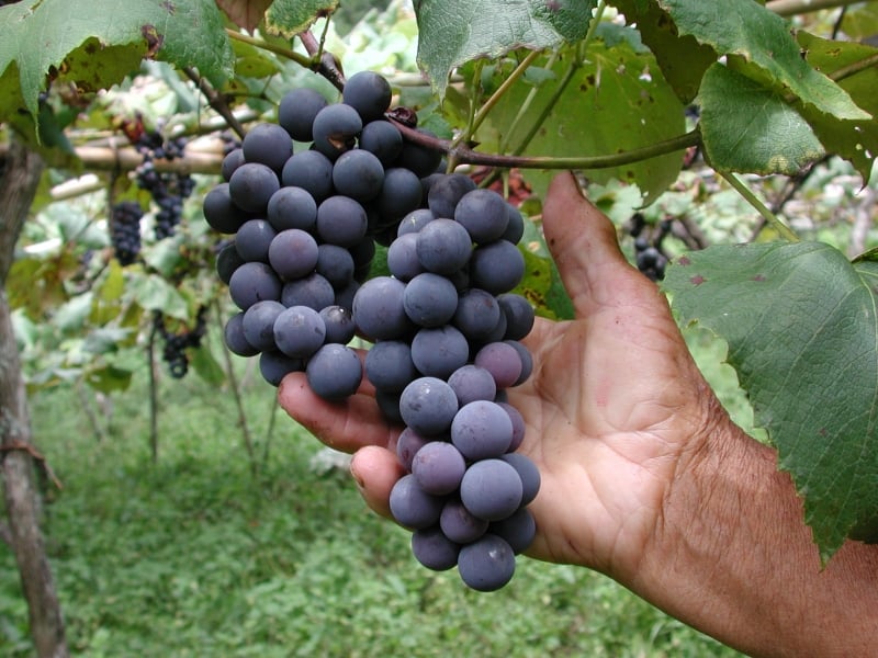 Condições climáticas contribuem positivamente para quantidade e qualidade das frutas