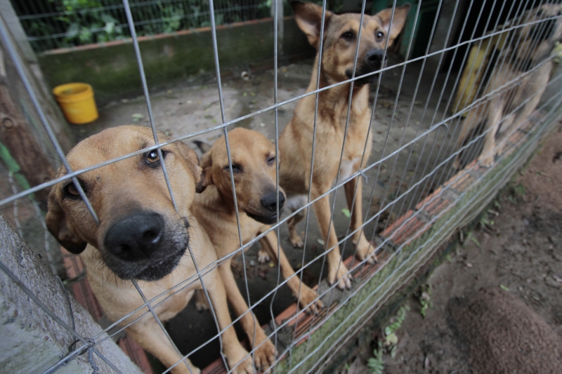 Proposta beneficiará animais de abrigos e de famílias de baixa renda