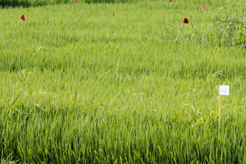O arroz apresenta uma projeção de crescimento de 3,2% na área plantada no País