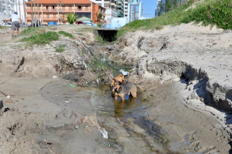 Cães se refrescam no esgoto a céu aberto em Capão da Canoa