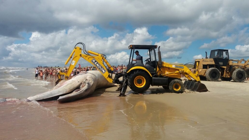 Baleia da espécie Bryde pesa cerca de 40 toneladas e tem 13 metros de comprimento