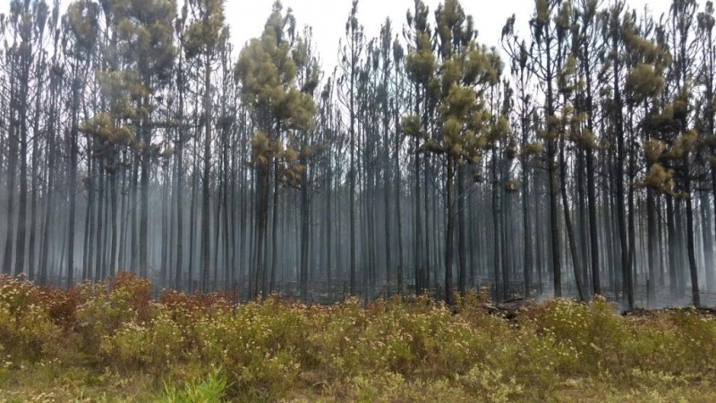 A Defesa Civil afirmou em nota que durante o processo houve a constatação de que os danos causados se dão entre 900 e 1200 hectares da área florestal