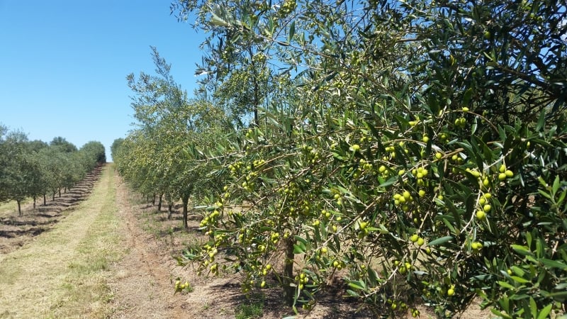 Rio Grande do Sul conta com pouco mais de 2 mil hectares de olivais