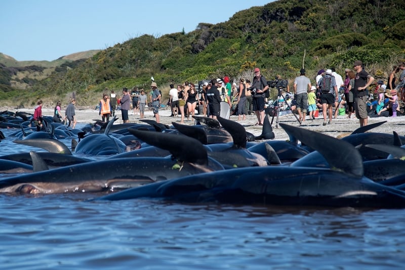Voluntários na praia tentam ajudar a retirar as baleias que encalham na maré baixa