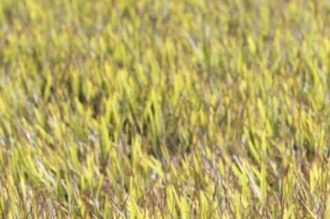 Iniciativa busca dar mais agilidade e transparência aos dados 