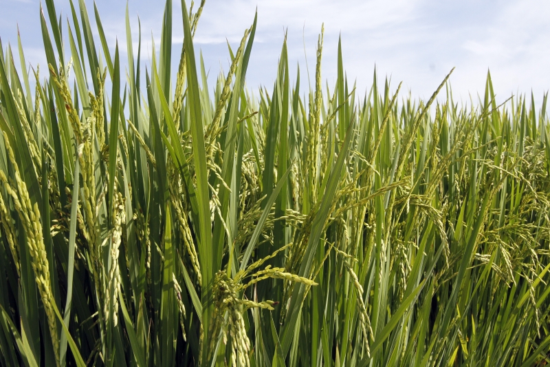 É esperada ainda uma alta de 16,2% na produção de arroz 