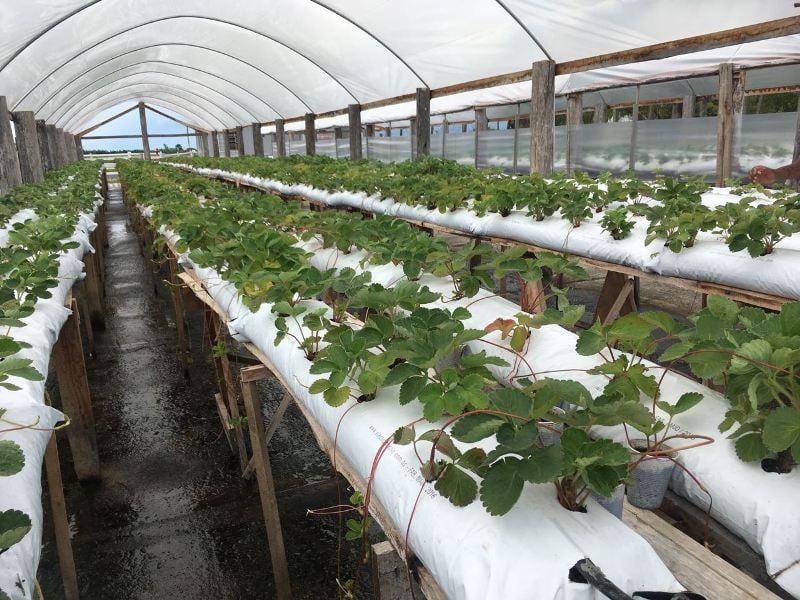 Projeto de inclusão social envolve 15 presos da Colônia Penal Agrícola