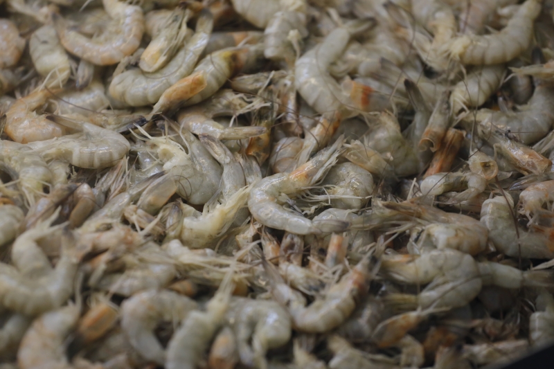 Estimativa é de que a captura deste ano aproxime-se de 6 mil toneladas de crustáceos