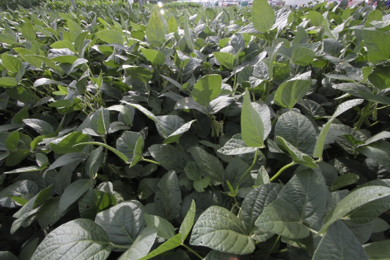 Plantações de soja no Rio Grande do Sul são o principal vetor da economia gaúcha