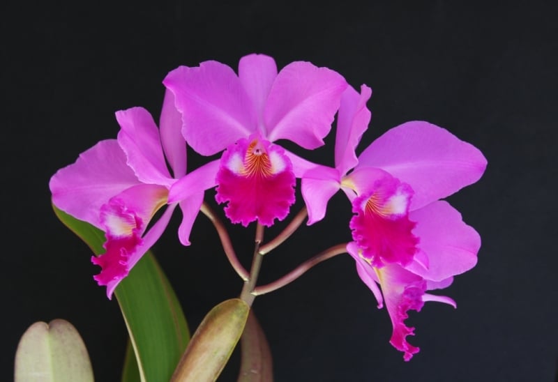 Festividade começa no dia 22 de agosto