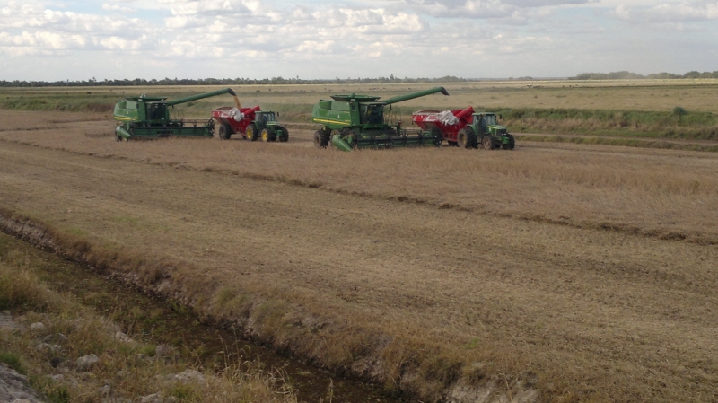 Medida tornaria inviável a comercialização desses agroquímicos menos de duas semanas antes do início do plantio da safra de soja 2018/19